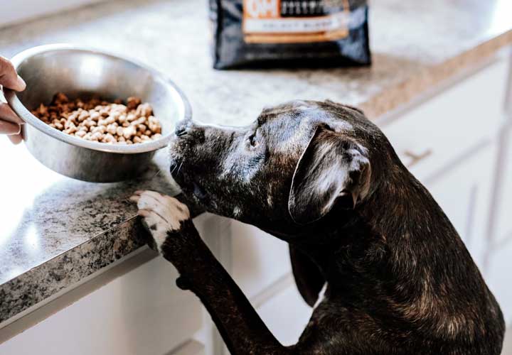 Dog won’t eat kibble? What to do if your dog refuses kibble