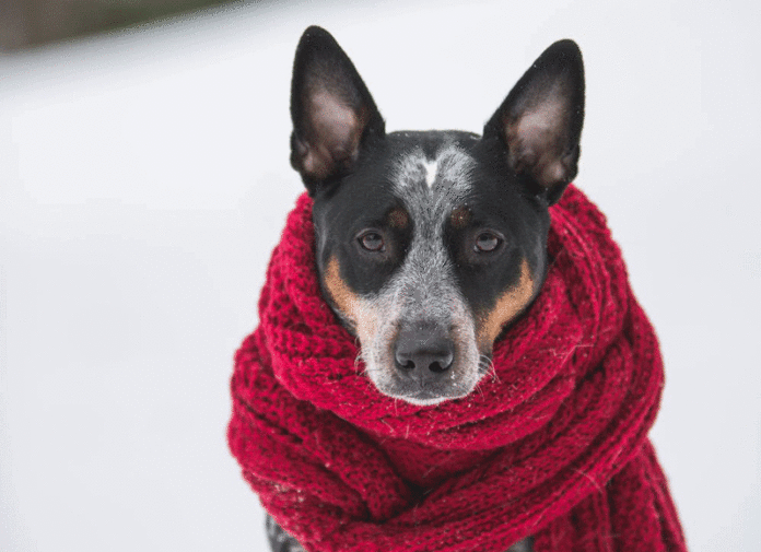 cani soffrono freddo