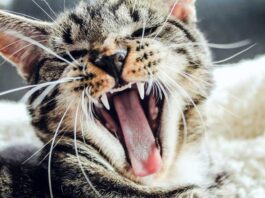Come curare i denti del gatto