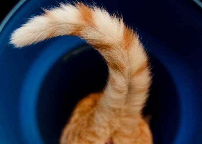 coda del gatto che trema