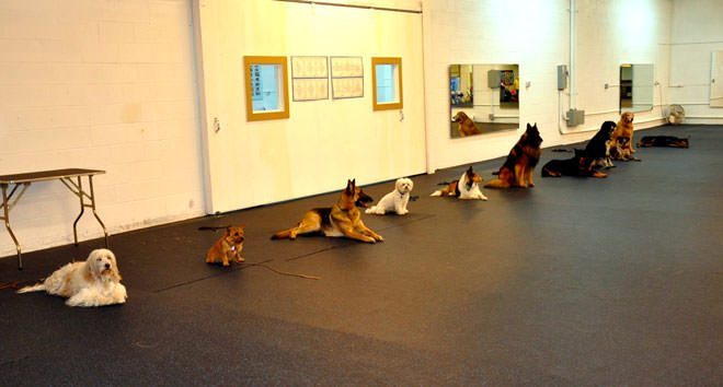 campo addestramento cani