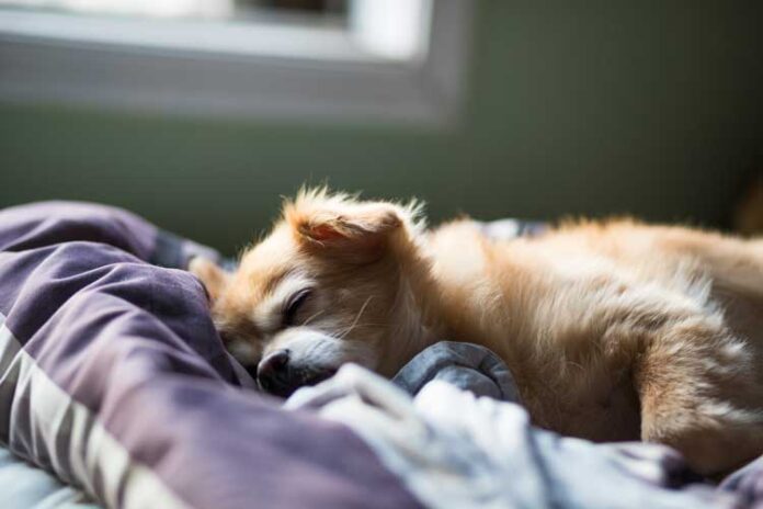 Come abituare il cane a dormire da solo