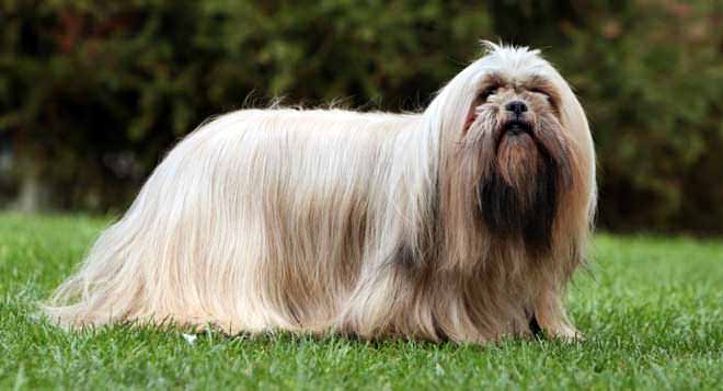 Lhasa Apso carattere
