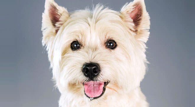 West Highland white terrier carattere
