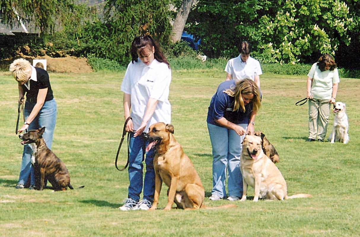 centro di addestramento cani