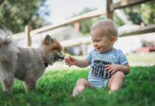 aggressioni cani e bambini