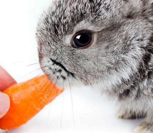 cosa mangiano i conigli nani