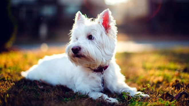 allevamento West Highland white terrier
