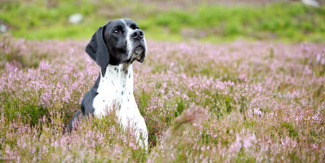 carattere pointer inglese