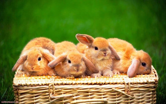 conigli animali familiari
