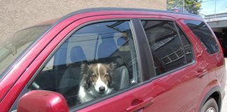 cane chiuso in auto al sole