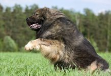 cane da pastore del caucaso