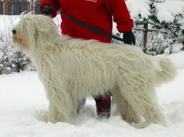 cane da pastore della russia meridionale
