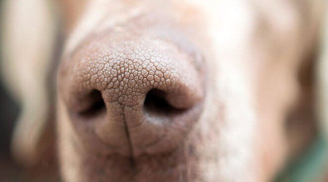 cane naso asciutto