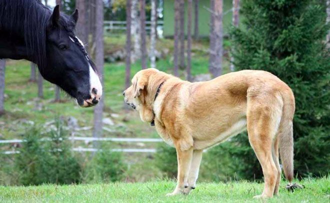 cane più grande del mondo