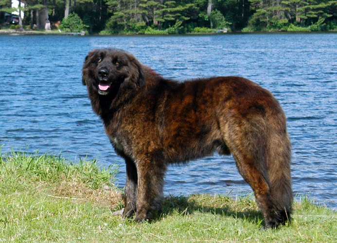 cane portoghese