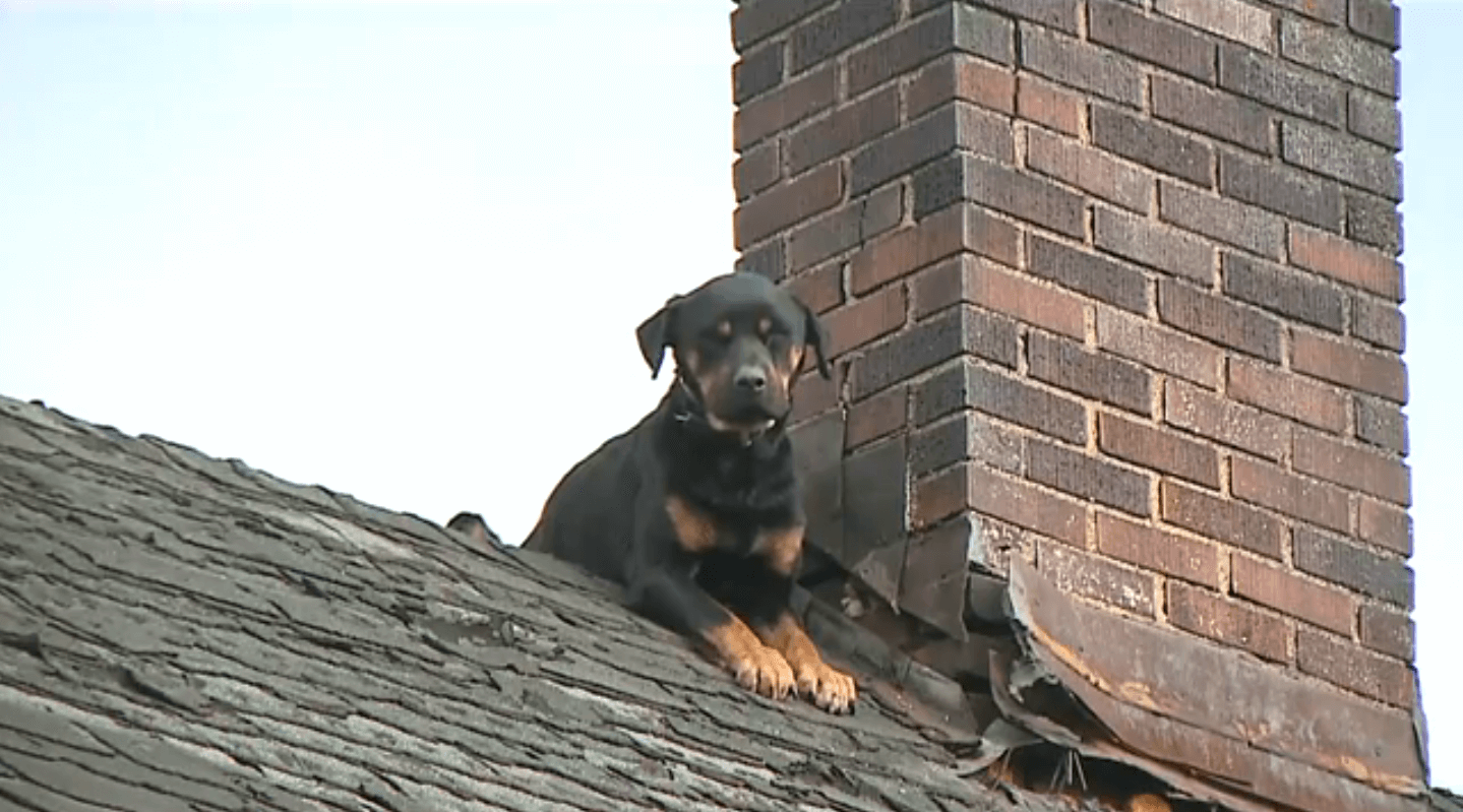 cane sul tetto