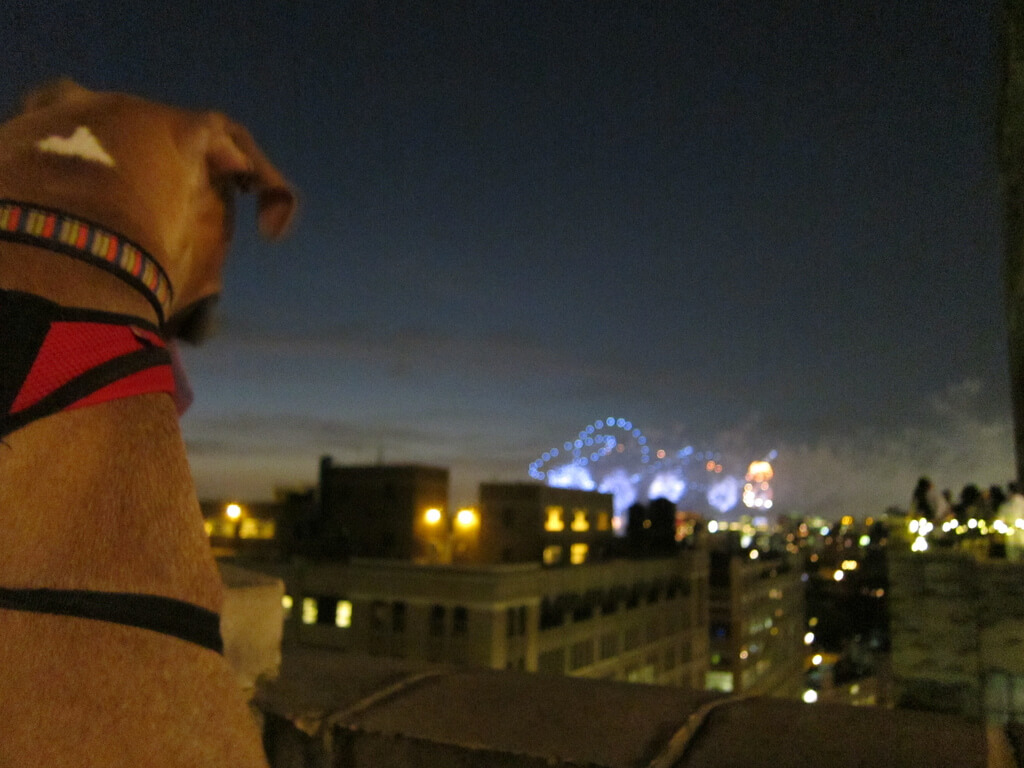 petizione cani fuochi artificio