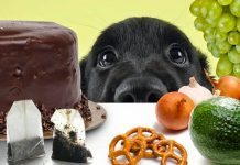 alimenti vietati ai cani