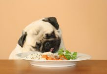 alimentazione casalinga per cani