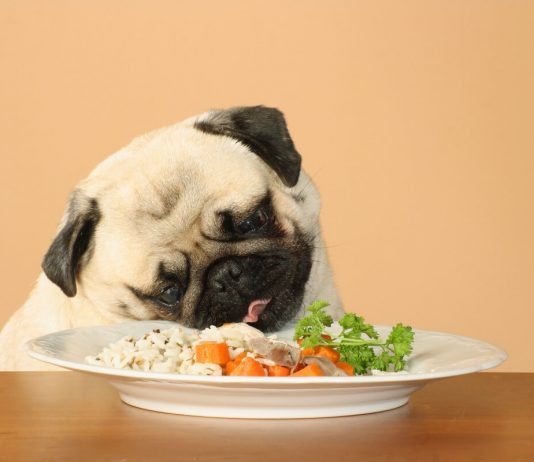 alimentazione casalinga per cani