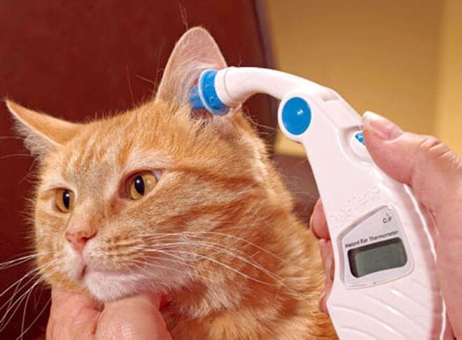 come misurare la febbre al gatto