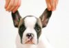 come pulire le orecchie al cane