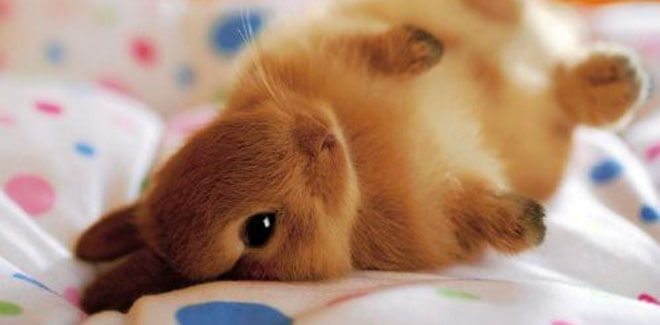 Botánica cúbico balsa Quanto vive un coniglio nano? Consigli per la cura e la salute del coniglio
