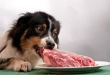 dieta barf per cani