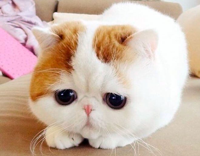 exotic shorthair carattere