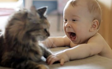 gatti e neonati