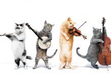 gatti e musica