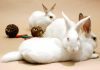giochi per conigli nani
