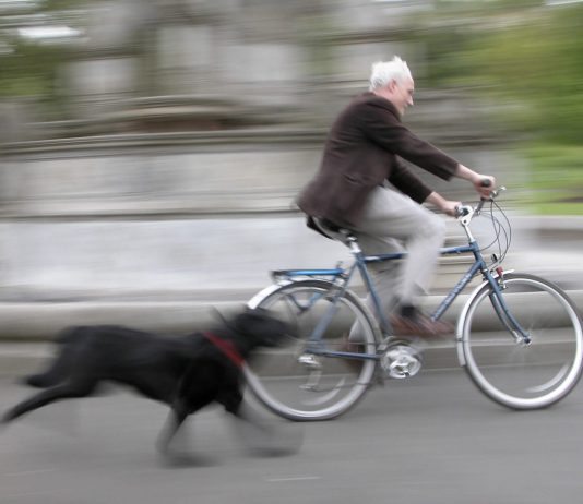 Cane in bicicletta