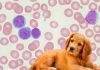 leucemia cane
