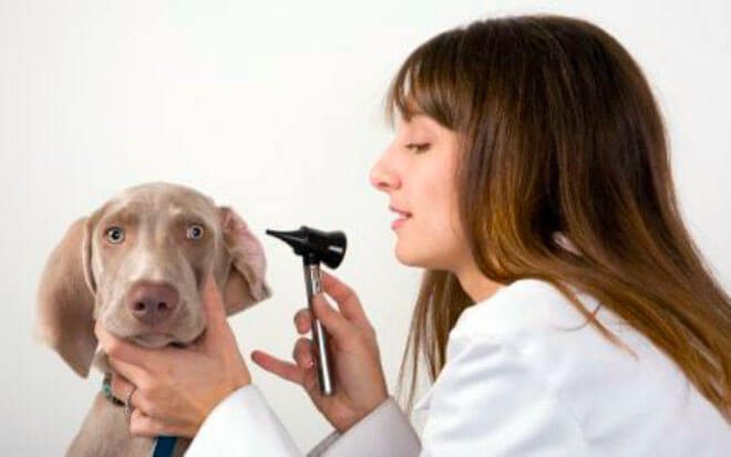 malassezia cane orecchio