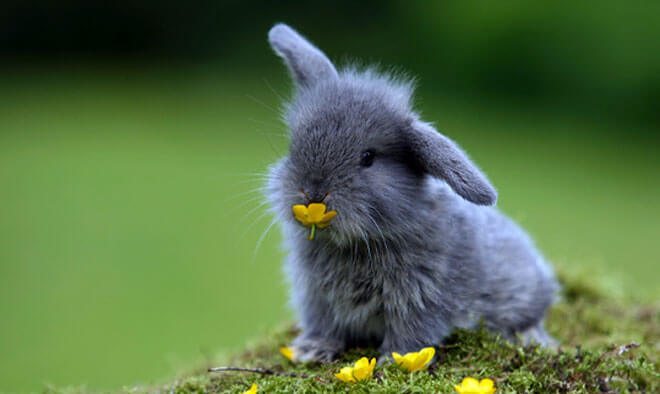 quanto vive un coniglio nano