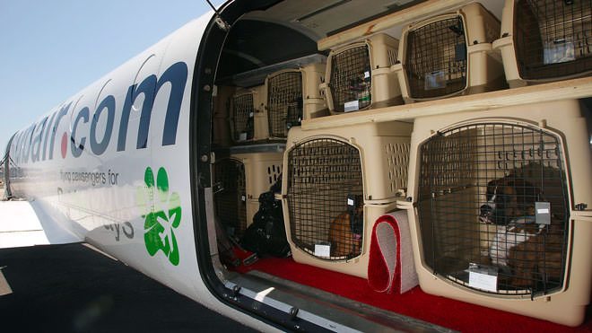 trasporto animali in aereo