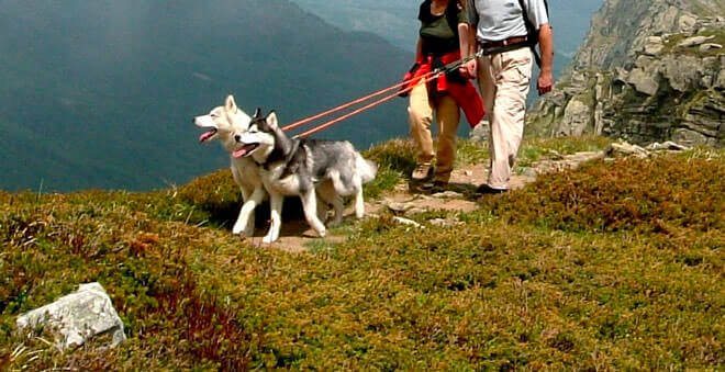 trekking con il cane