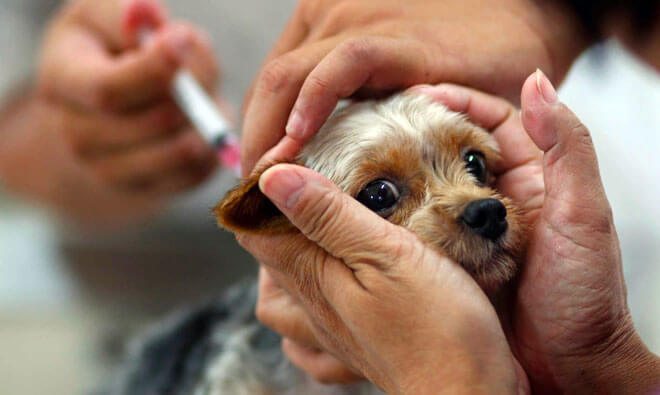 vaccini cuccioli