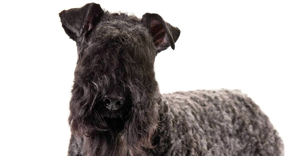 Kerry blue terrier carattere