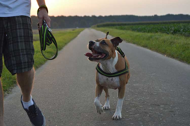 amstaff carattere
