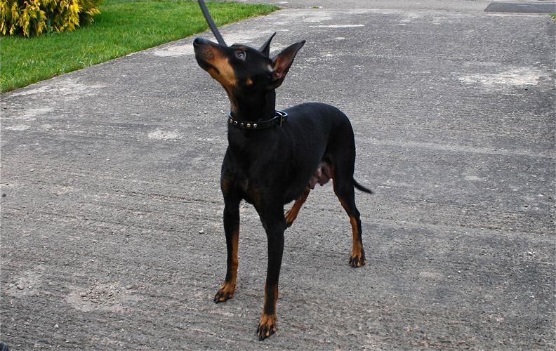 English toy terrier black and tan allevamento