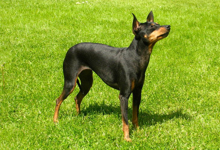 English toy terrier black and tan carattere