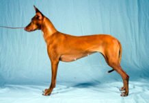 standard di razza Pharaon hound