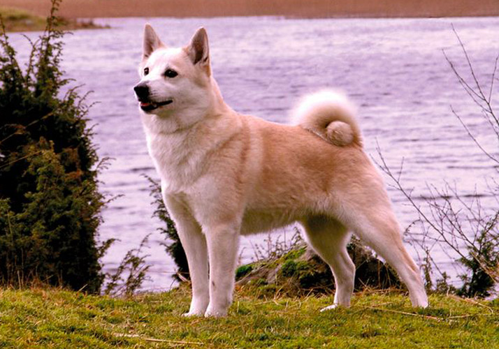 Norsk buhund carattere