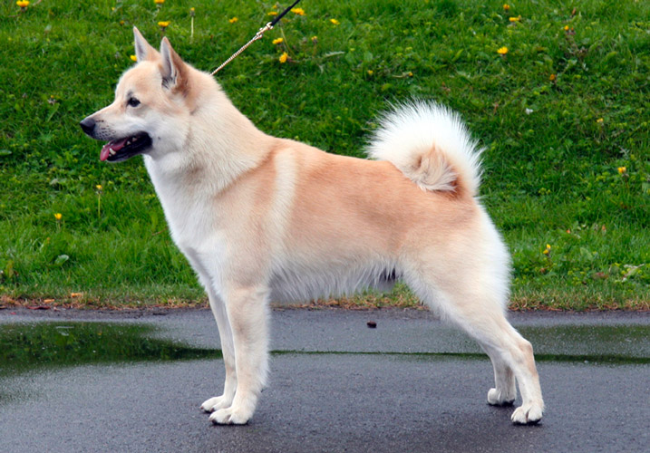 cane norvegese