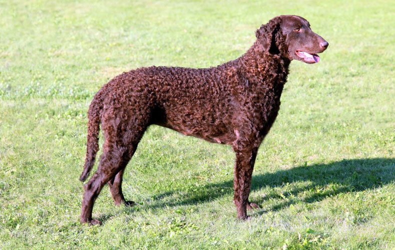 Curly coated retriever carattere