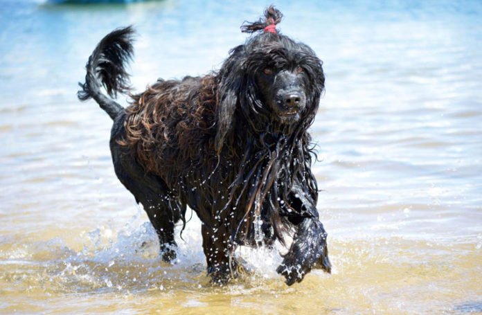 Cão de água português
