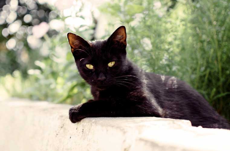 gatto nero che attraversa la strada